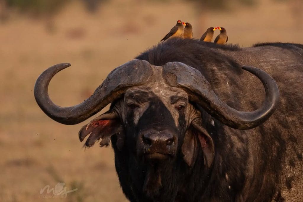 Cape buffaloes are among the Big Five safari animals in Africa, known for their unpredictable nature.