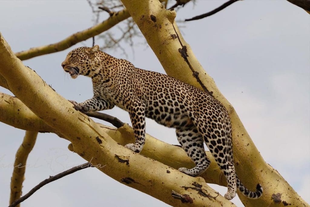 Leopards are one of the Big Five safari animals in Africa, known for their speed and nighttime habits.