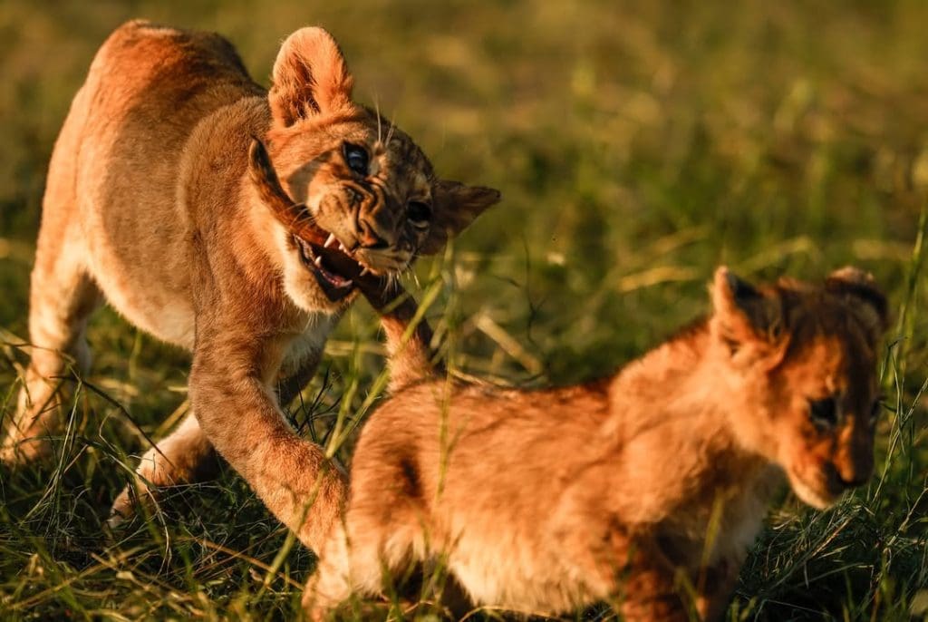 Two playful lion cubs in the Serengeti, one biting the other’s tail during golden-hour light.