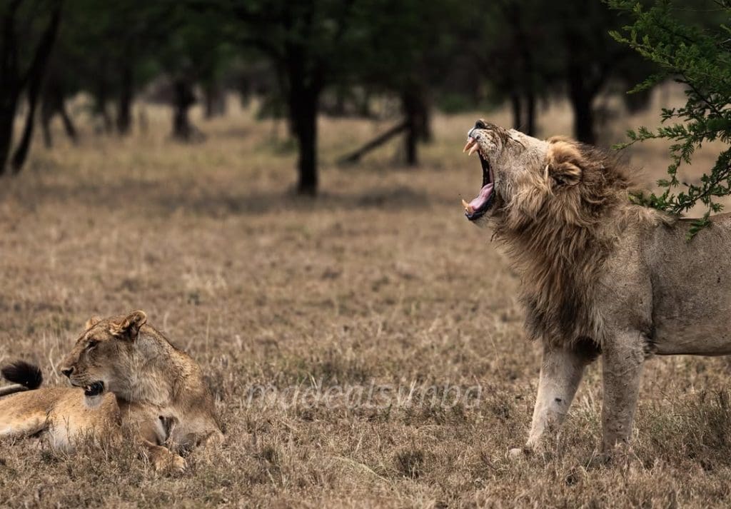 A male lion roaring beside a resting lioness in the Serengeti plains.