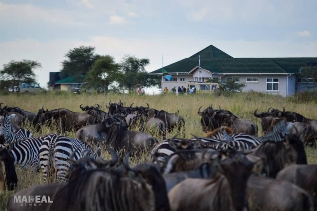 Wildebeest and zebras grazing near Seronera Airstrip in the Serengeti, with buildings visible in the background.