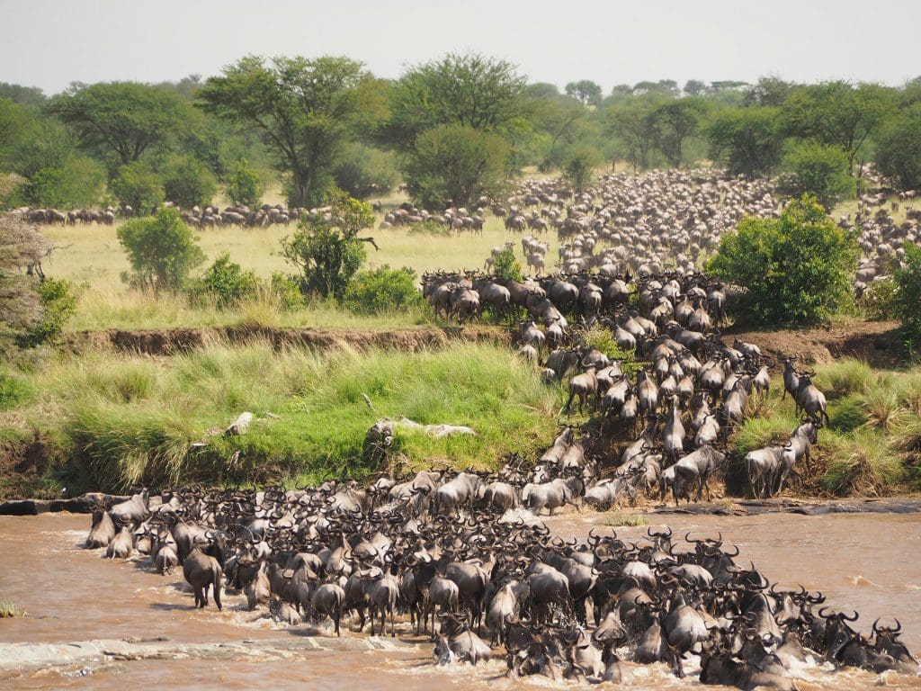 The great migration of wildebeest across the Serengeti.