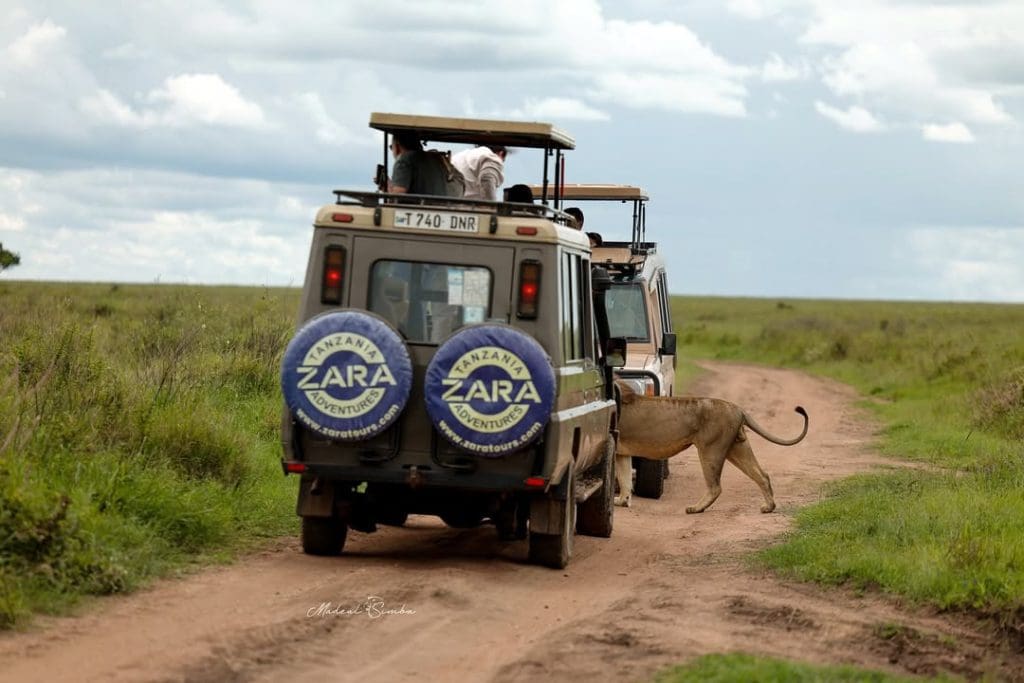 A lion walking beside Zara Tanzania Adventures safari vehicles on a dirt road in the Serengeti.