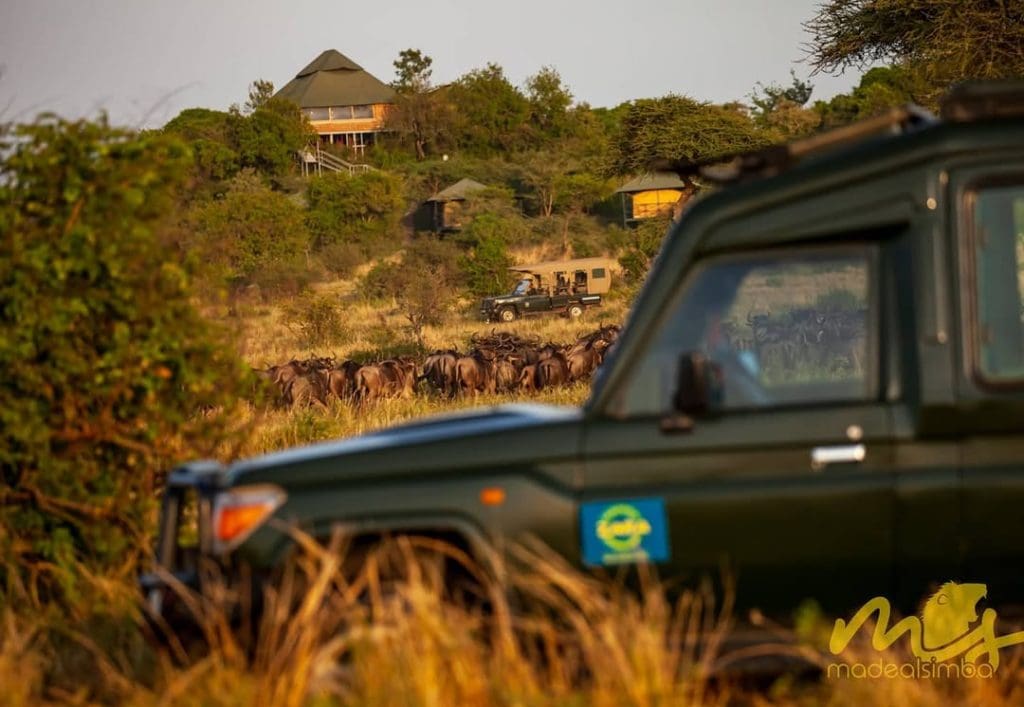 Wildebeest gathering on the Serengeti plains.