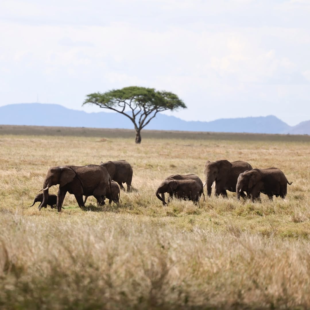 How Much Does a Tanzania Safari Cost?