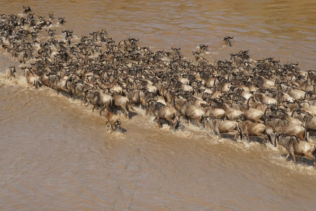 Wildebeest crossing the Mara River during migration.