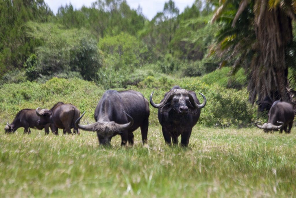 Buffaloes in Arusha National Park
