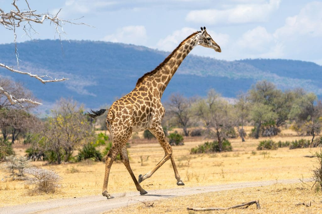 Nyerere National Park is one of Tanzania's top wildlife destinations.