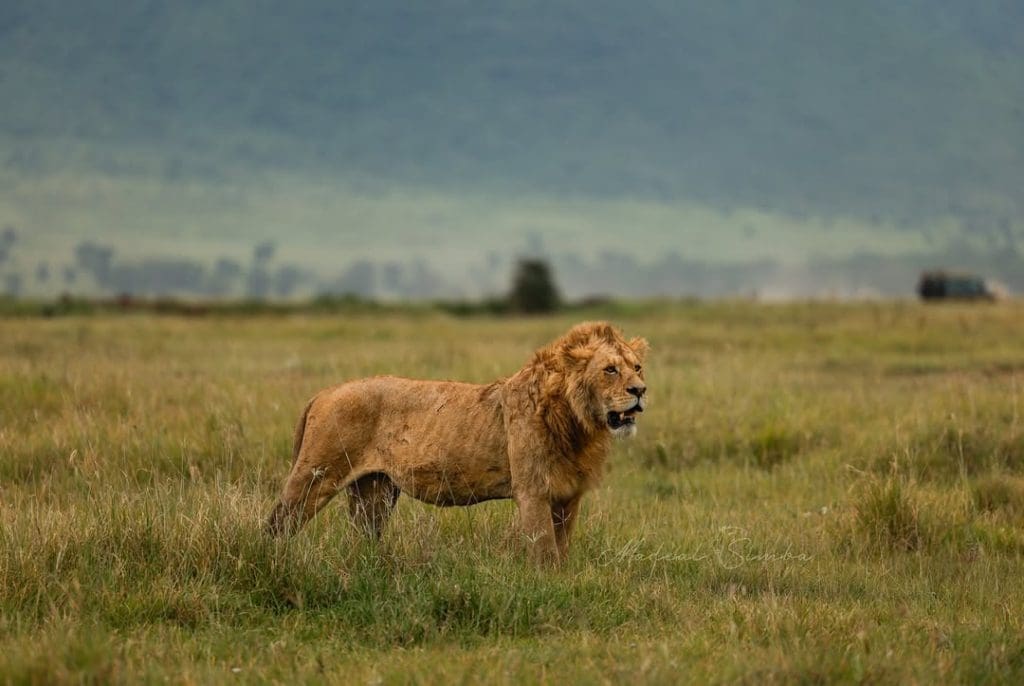 A young male lion standing alert in the open grasslands of the Ngorongoro Crater.