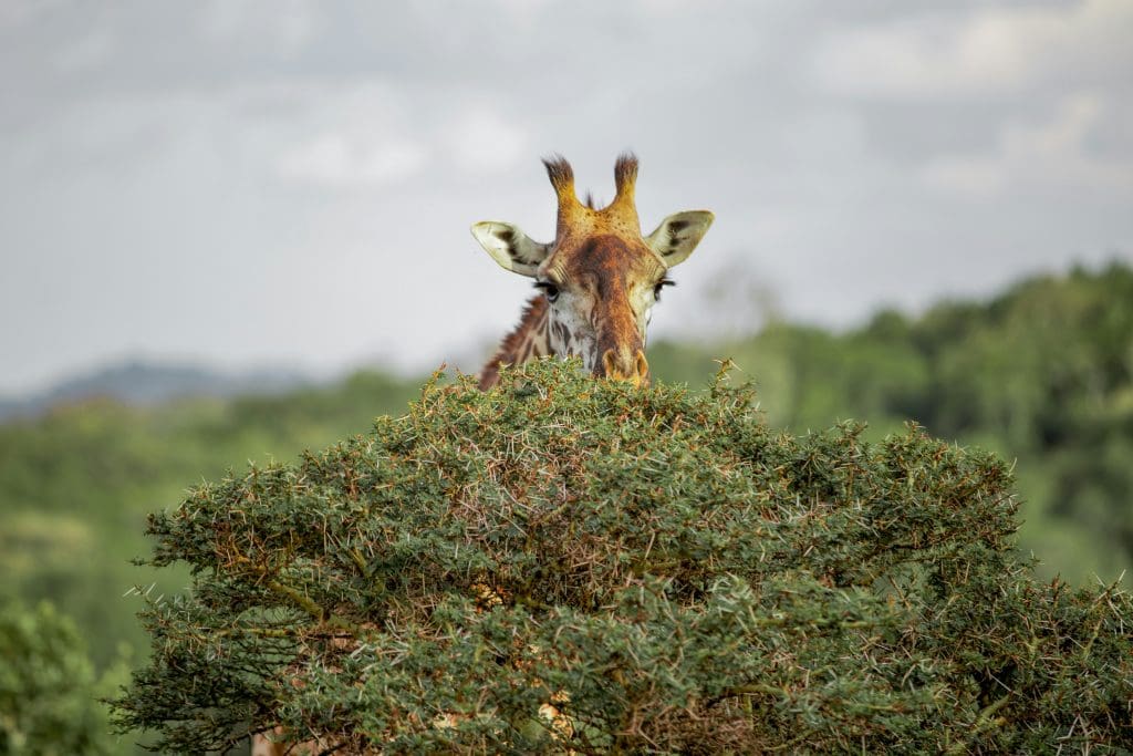 A giraffe feeding on thick green acacia bushes in Arusha National Park.