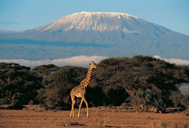 16.-Kilimanjaro-min-768x507