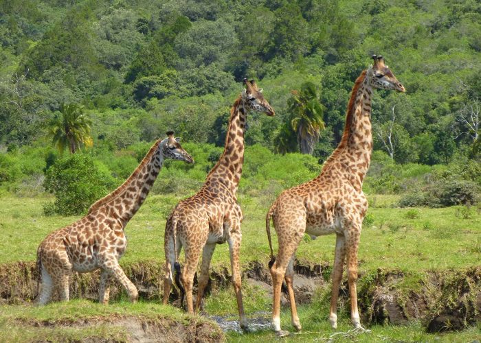 Arusha National Park Safari2
