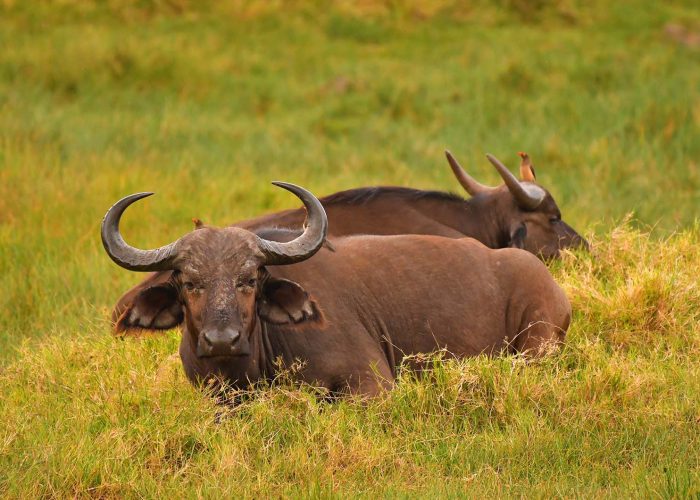 Arusha National Park Safari3