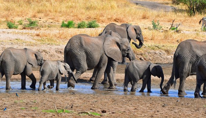Elephant Safari Experience1