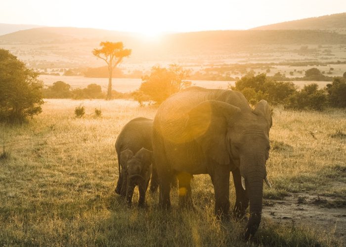 Elephants in kenya safari