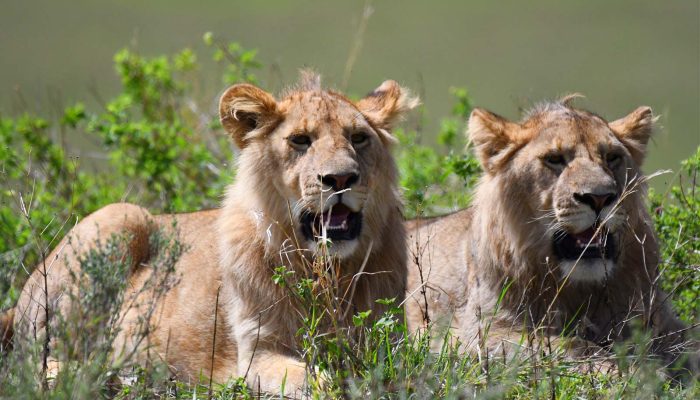 Safari in kenya