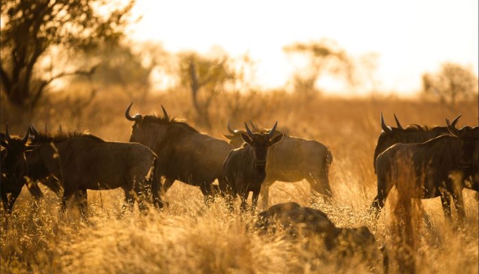 Wildebeest Migration Safari2