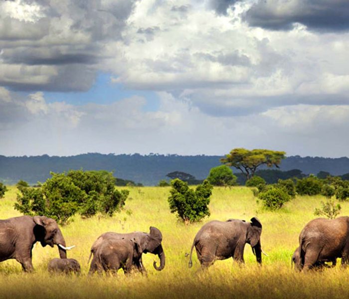 best Selous Game Reserve safari2