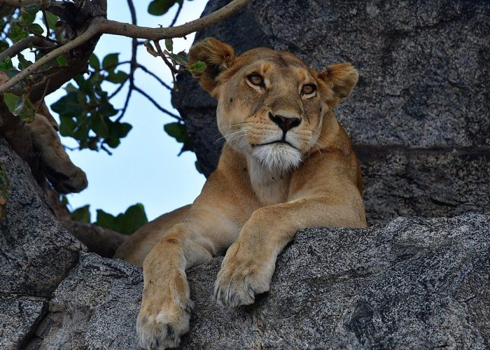 zara tree climb lion